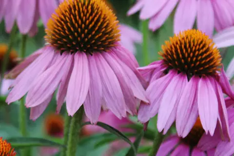 Detail-Ansicht eines blühenden Echinacea-Feldes