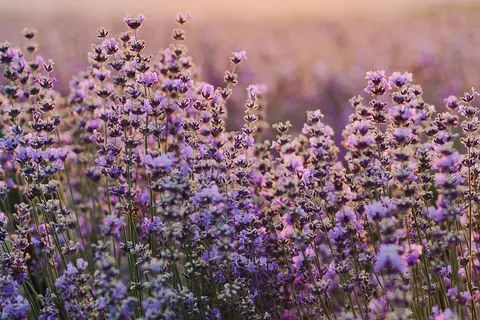 Detail-Ansicht eines blühenden Lavendel-Feldes