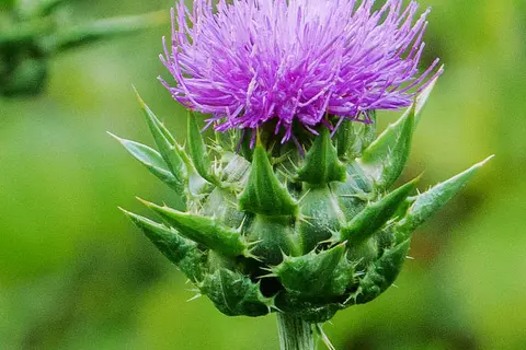 Detail-Ansicht einer Mariendistel-Blüte