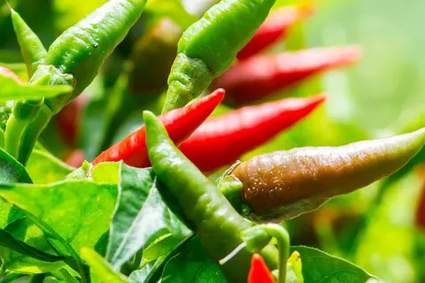 Detail-Ansicht von Capsicum-Schoten