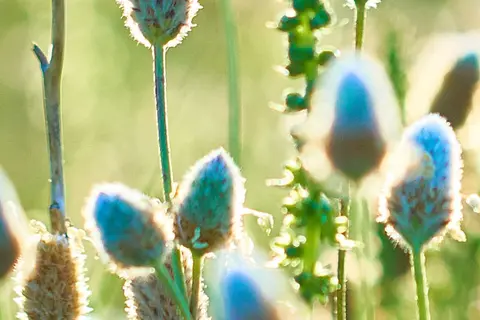 Detail-Ansicht von Psyllium-Pflanzen