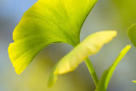 Detail-Ansicht von Ginkgoblättern