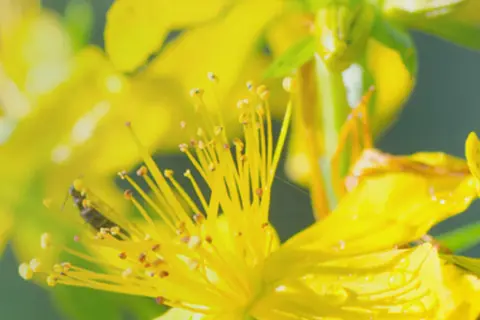Detailansicht von Johanniskrautblüten