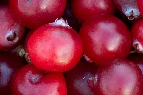 Detailaufnahme von Cranberries