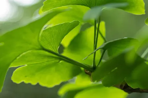 Detail-Ansicht von Ginkgoblättern