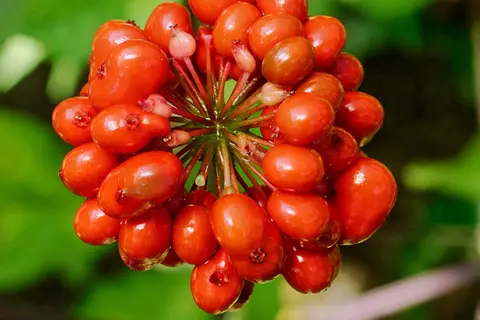 Detail-Ansicht von Ginseng-Blüten