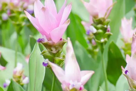 Detail-Ansicht eines Curcuma-Feldes