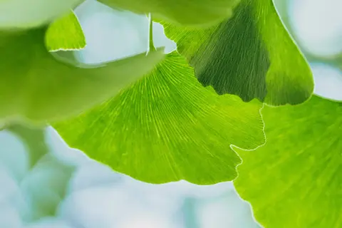 Detail-Ansicht Ginkgo-Blätter