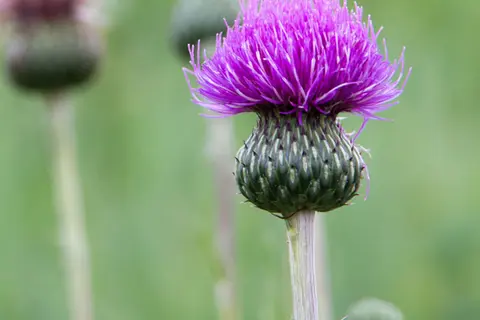Mariendistel Blüten