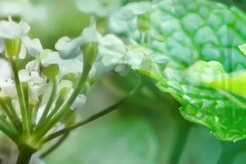 Detail-Ansicht Blüten und Blätter von Kümmel und Minze
