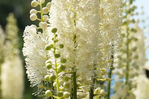Detail-Aufnahme von Cimifuga-Blüten