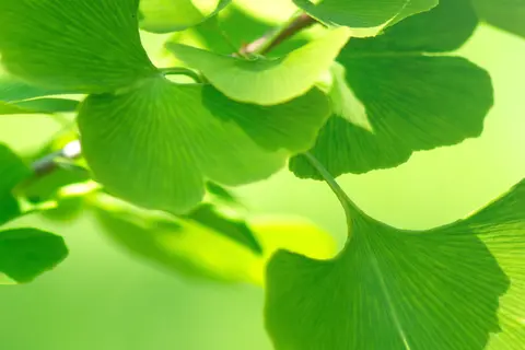  Detail-Aufnahme eines Ginkgo-Baum-Zweiges
