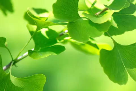 Detail-Aufnahme eines Ginkgo-Baum-Zweiges