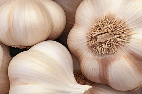 Nahaufnahme mehrerer Knoblauch-Knollen