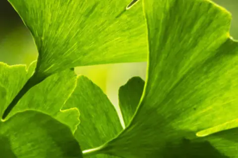 Detail-Ansicht von Ginkgoblättern