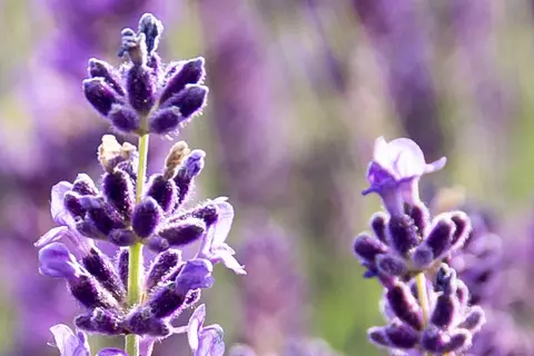 Detail-Ansicht von Lavendel-Blüten