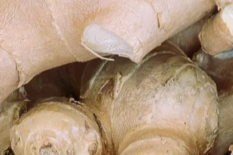 Detail-Ansicht von Ingwer-Wurzeln
