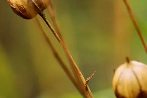Detail-Ansicht eines Leinsamenfeldes