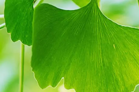 Detail-Ansicht von Ginkgoblättern