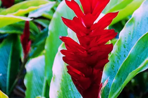 Detail-Ansicht von Ingwer-Blüten