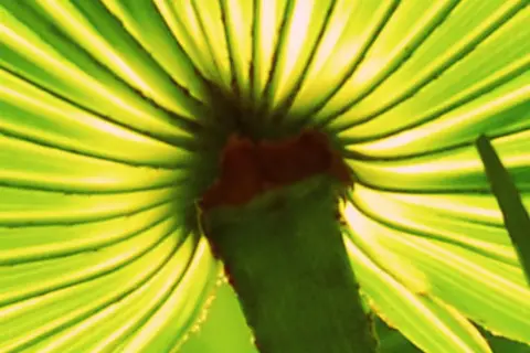 Detail-Ansicht eines Sabal-Blattes