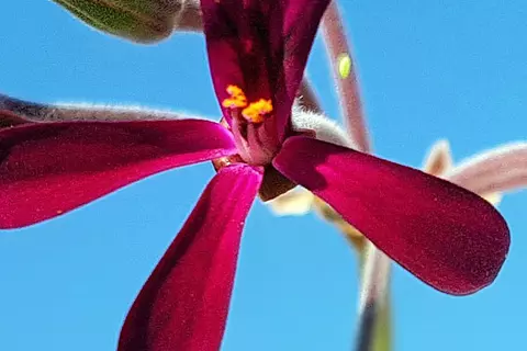Detail-Ansicht von Pelargonium-Blüten