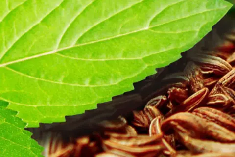 Bildkomposition aus Detailaufnahmen von Kümmelblüten und Pfefferminzblättern