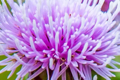 Detail-Ansicht von Mariendistel-Blüten