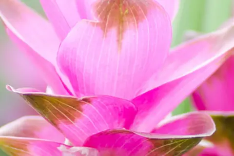 Detail-Ansicht von Curcuma-Blüten