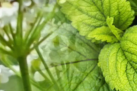 Bildkomposition aus Detailaufnahmen von Kümmelblüten und Pfefferminzblättern
