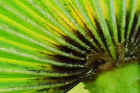 Detail-Ansicht eines Sabal-Blattes
