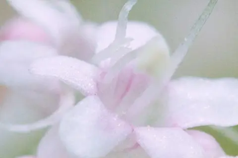 Detail-Ansicht von Baldrian-Blüten