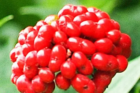 Detail-Ansicht von Ginseng-Früchten