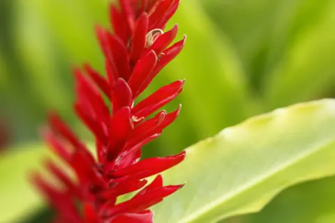 Detail-Ansicht von Ingwer-Blüten