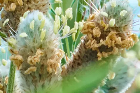 Detail-Ansicht von Flohsamen-Blüten