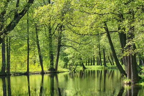 Flusslauf zwischen Bäumen und Wiesen