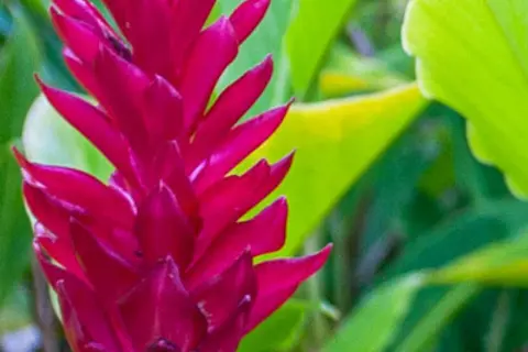 Detail-Ansicht von Ingwer-Blüten