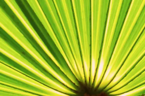 Detail-Ansicht eines Sabal-Blattes