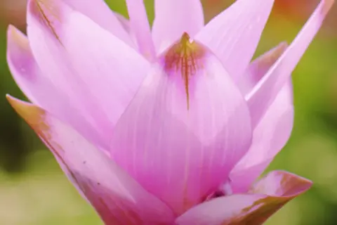 Detail-Ansicht von Curcuma-Blüten