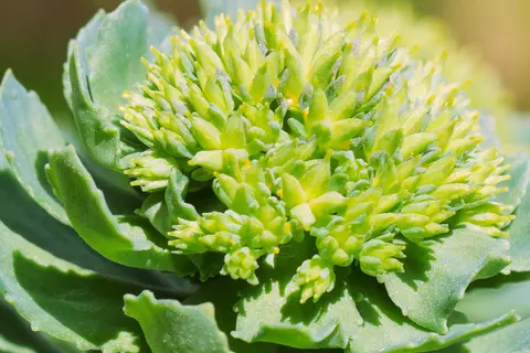 Detail-Ansicht von Rhodiola-Blüten