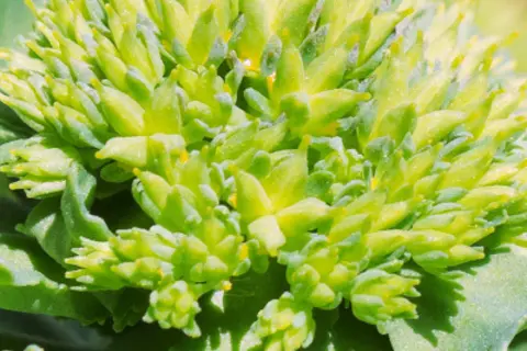 Detail-Ansicht von Rhodiola-Blüten