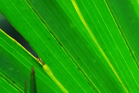 Detail-Ansicht eines Sabal-Blattes
