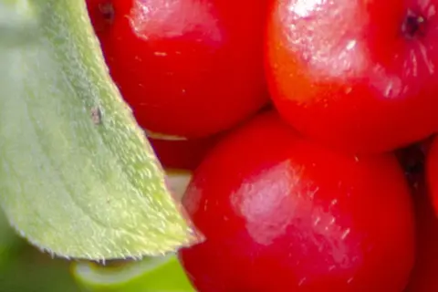 Detail-Ansicht von Ginseng-Früchten