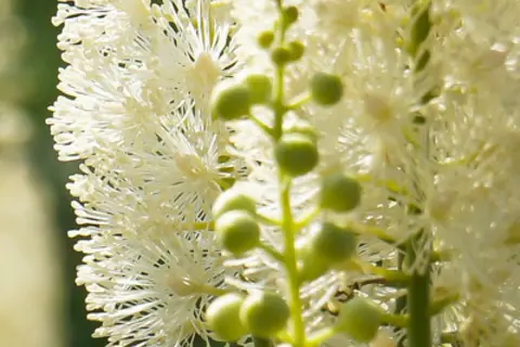 Detail-Ansicht von Traubensilberkerzen-Blüten