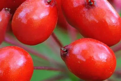 Detail-Ansicht von Ginseng-Früchten