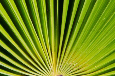 Detail-Ansicht eines Sabal-Blattes