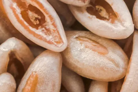 Detail-Ansicht von Flohsamen