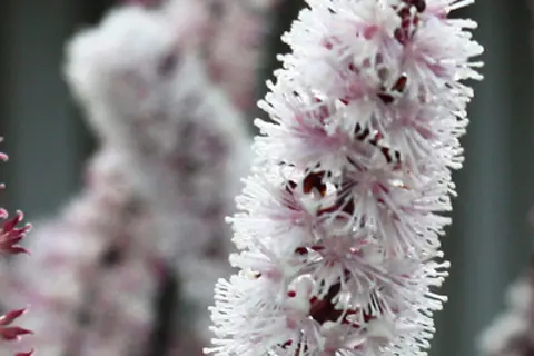 Detail-Ansicht von Traubensilberkerze-Blüten