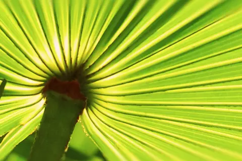 Detail-Ansicht eines Sabal-Blattes