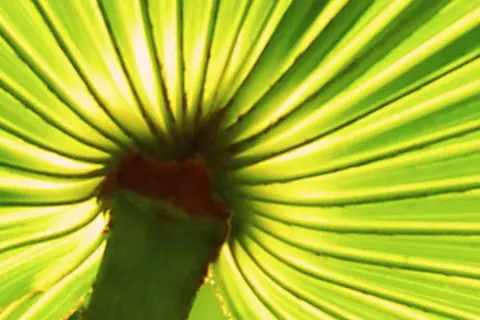 Detail-Ansicht eines Sabal-Blattes